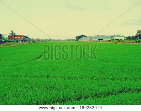 Rice fields are green and bright sky with beautiful clouds.