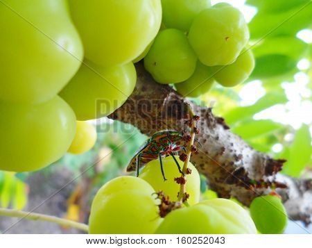 A metallic wood-boring beetle in the gooseberry tree.