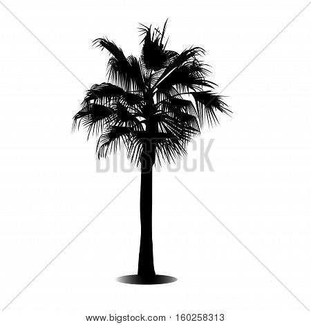 Silhouette of a palm tree black and white