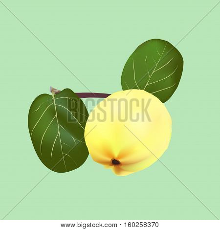 A quince fruit with green leaves on a branch