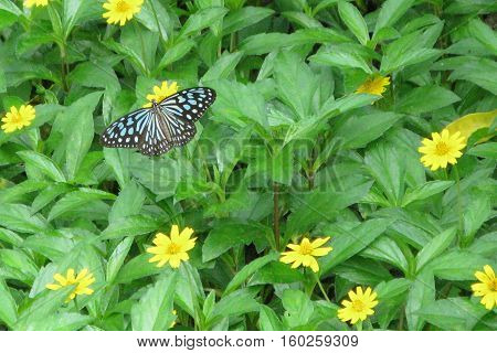 Ideopsis similis Ceylon Blue Glassy Tiger butterfly on yellow flower