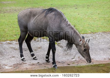 Nilgai (Boselaphus tragocamelus), also known as the nilgau or blue bull.