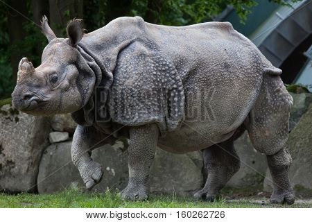 Indian rhinoceros (Rhinoceros unicornis). Wildlife animal. 