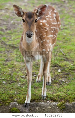 Chital (Axis axis), also known as the spotted deer or axis deer.