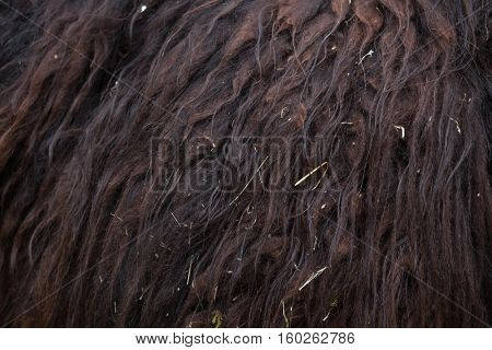 Llama (Lama glama). Fur texture. 