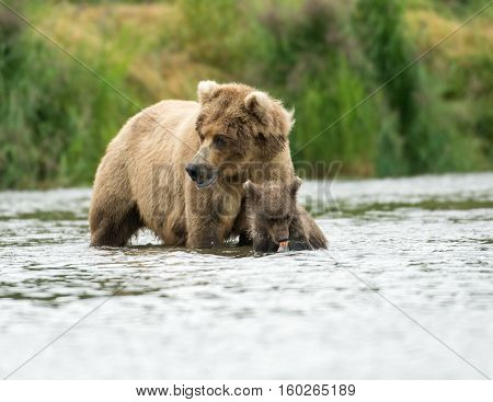 Alaskan Brown Bear Sow And Cub