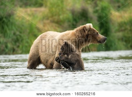 Alaskan Brown Bear Sow And Cub