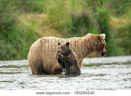 Alaskan Brown Bear Sow And Cub