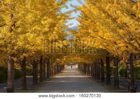nice yellow color with ginkgo tree at Japan