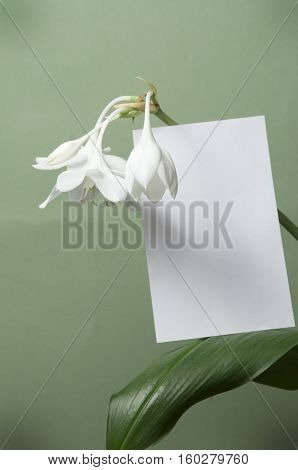 Eucharis grandiflora (Amazom lily) flowers on a green background