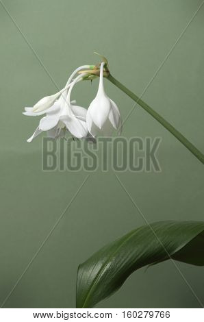 Eucharis grandiflora (Amazom lily) flowers on a green background