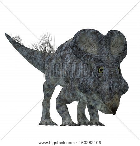 Protoceratops Dinosaur on White 3D Illustration - Protoceratops was a herbivorous Ceratopsian dinosaur that lived in Mongolia in the Cretaceous Period.