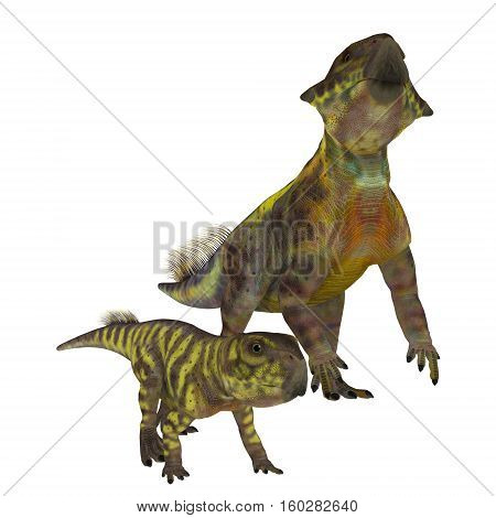 Psittacosaurus Dinosaurs on White 3D Illustration - Psittacosaurus was a Ceratopsian herbivorous dinosaur that lived in Asia in the Cretaceous Period.