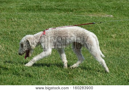 White domestic dog aka Canis lupus familiaris mammal animal walking on the grass
