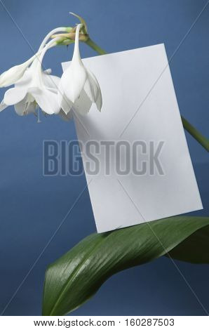 Eucharis grandiflora (Amazom lily) flowers on a blue background