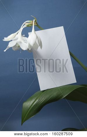 Eucharis grandiflora (Amazom lily) flowers on a blue background
