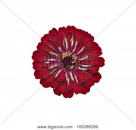 Bright red flower zinnia isolated on white background