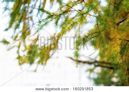 Macro view of larch tree branch and needles of yellow and green color late in autumn. Larch has spiritual meaning of protection and anti-theft.