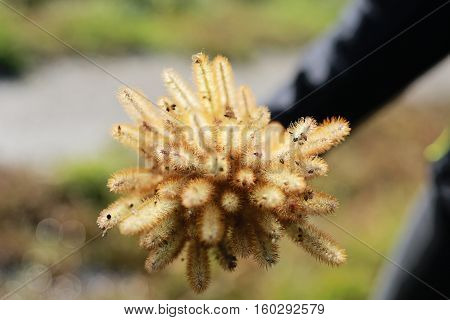 Close-up photo of field weed - foxtail grass. Woman holding a bouquet of foxtail grass.