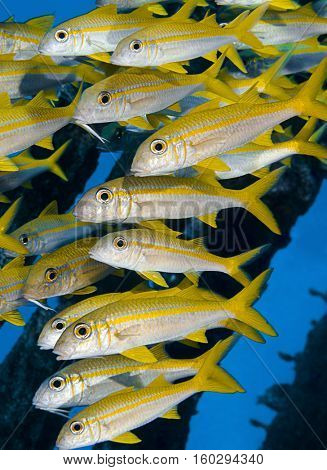 Shoal of Goatfish Vertical  