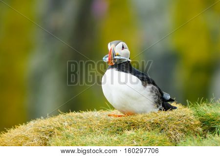 Puffin Holding Fish In His Mouth