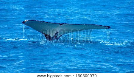 Whale, Near Husavik