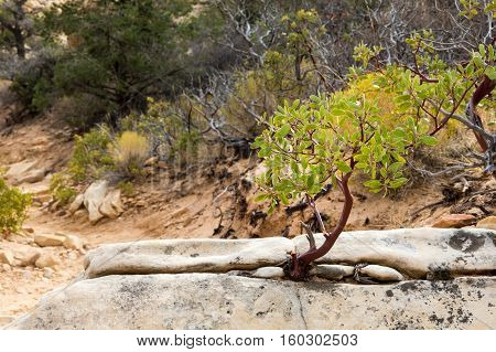 Young manzanita tree growing from a rock in the desert at Red Rock Canyon National Conservation Area outside of Las Vegas Nevada. Classic metaphor for life surviving in a harsh environment.