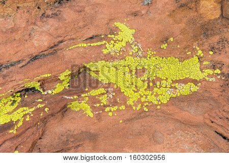 Green lichen growing on red sandstone rocks at Red Rock Canyon National Conservation Area. Juxtaposition of colors and textures as life manages to thrive in the harsh desert environment.