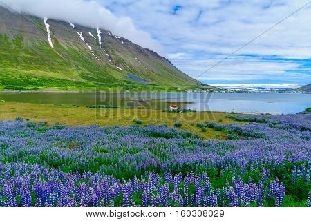 View Of Isafjordur Town