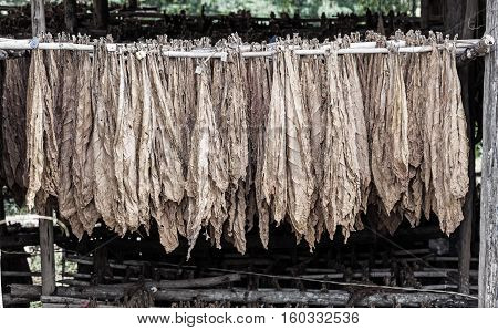 Classical way of drying tobacco in barn