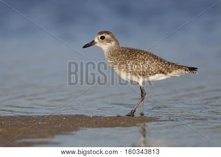 Black-bellied Plover In Non-breeding Plumage - St. Petersburg, Florida
