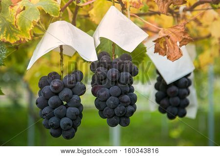 grapes garden at Fukushima city in Japan