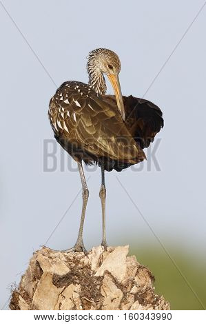 Limpkin Preening Its Feathers On A Palm Stump - St. Petersburg, Florida