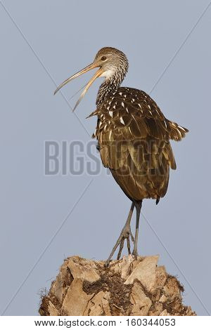 Limpkin Calling From A Palm Stump - Florida