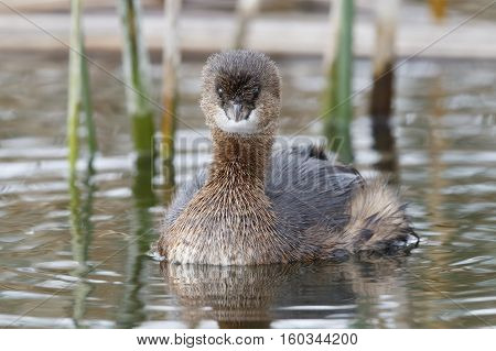 Pied-billed Grebe Swimming In A Cattail Marsh - Florida