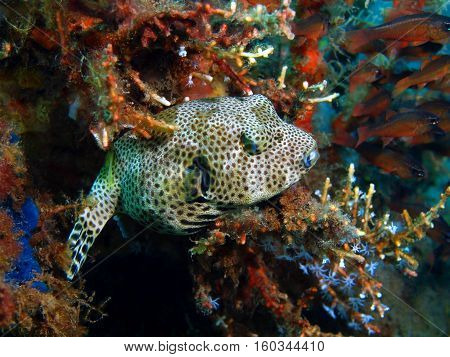 The surprising underwater world of the Bali basin, Island Bali, Puri Jati, boxfish