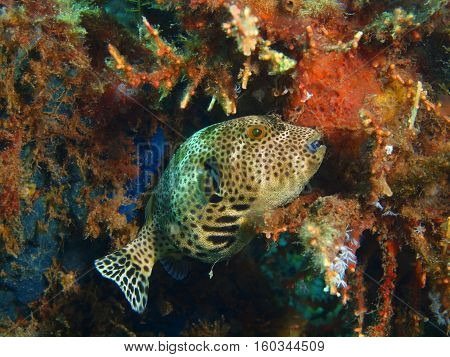 The surprising underwater world of the Bali basin, Island Bali, Puri Jati, boxfish