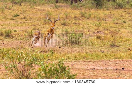 Photo series: Cheetah hunting for big Impala. The high-speed episode. Masai Mara, Kenya