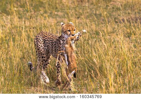 Proud hunter. Cheetah hunting, Masai Mara, Kenya