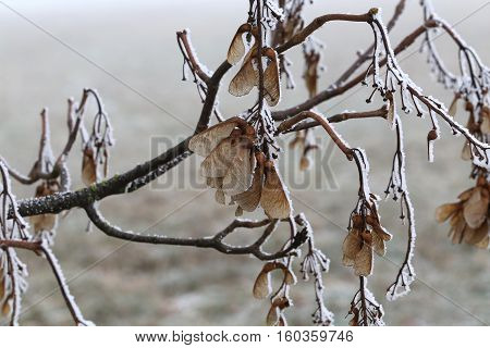 Dry seeds of a maple in the frost