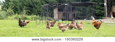 Colorful rooster and hens in a farm yard on a grass