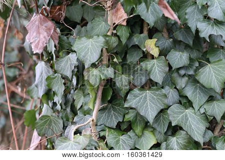 Ivy / Ivy - creeping shrubs clinging to their adventitious roots of the walls, tree trunks, and so on.