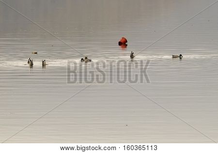 Nile geese in the Danube with shadowplay colorful water