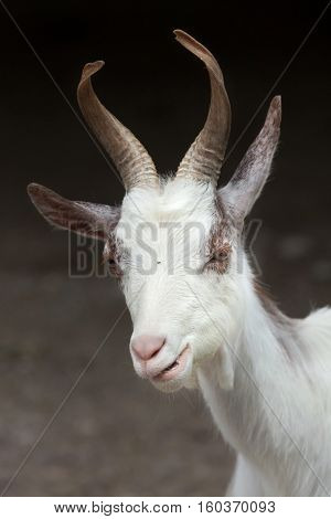 Girgentana goat (Capra aegagrus hircus).