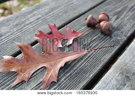 leaves and acorn on the wood in the park