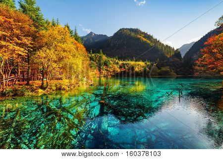 Submerged Tree Trunks In Azure Water Of The Five Flower Lake