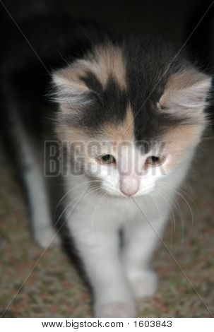 Temmelig Kitty