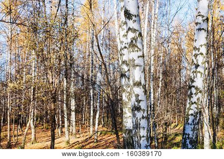 Birch Grove In Urban Park In Sunny Autumn