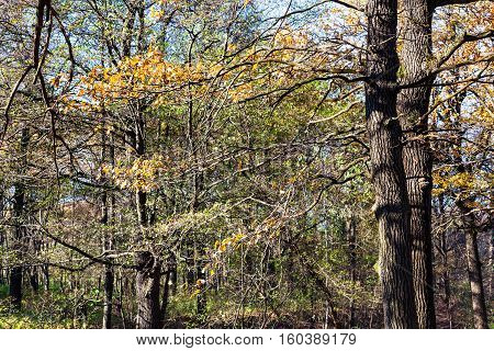 Oak Tree Branch With Yellow Leaves In Woods