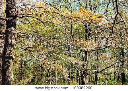 Oak Tree Branch With Yellow Leaves In Urban Park